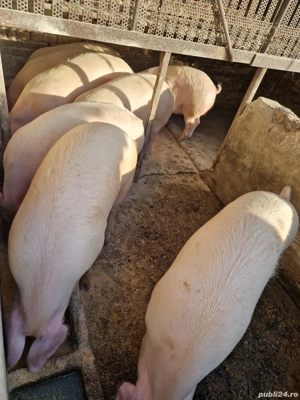 Vând porci grasi - imagine 3