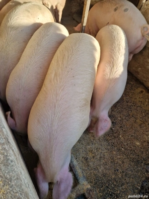 Vând porci grasi - imagine 2