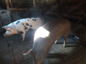 Vand porc ptr Craciun - imagine 2