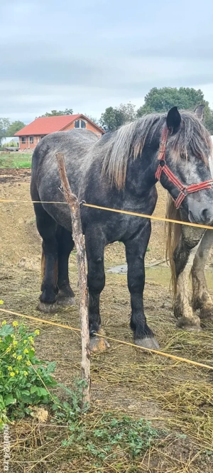 De vânzare sau schimb armasar