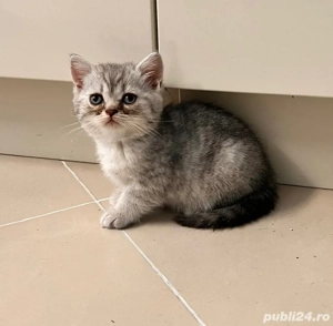 pisicuta british silver tabby - imagine 2