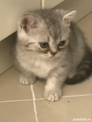 pisicuta british silver tabby