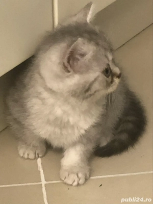 pisicuta british silver tabby - imagine 3