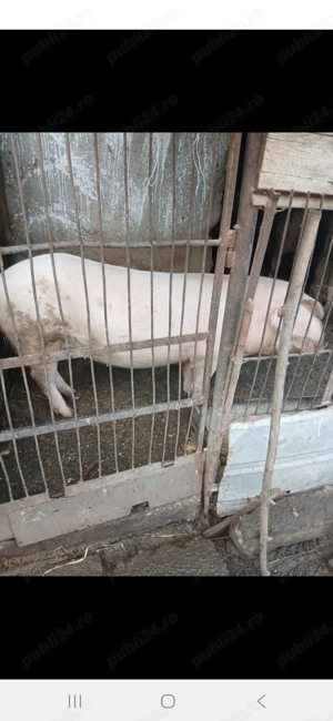 Vând porci si purcei  - imagine 2