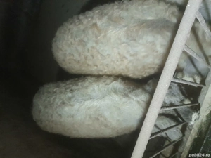 Porci Mangalita  - imagine 3