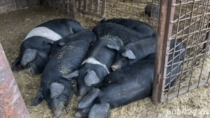 șoldani Bazna originali !! 80-100 kg !