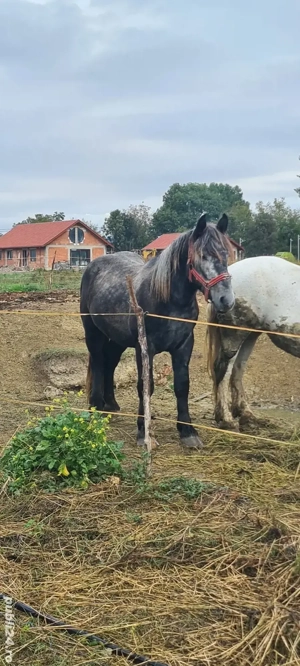 De vânzare sau schimb armasar - imagine 2