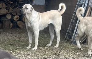 Femelă Kangal 