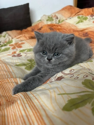 Pui British Shorthair