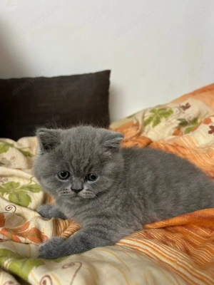 Pui british shorthair - imagine 3