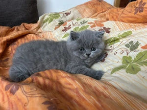 Pui british shorthair - imagine 4