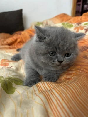 Pui british shorthair - imagine 5