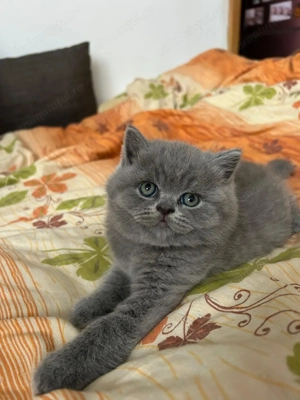 Pui british shorthair - imagine 2