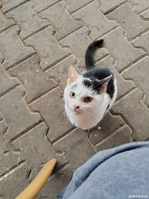 Tommy, spre adopție  - imagine 4