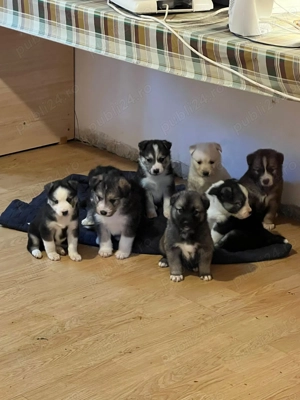 Pui de catel Husky de vanzare 10 saptamani 