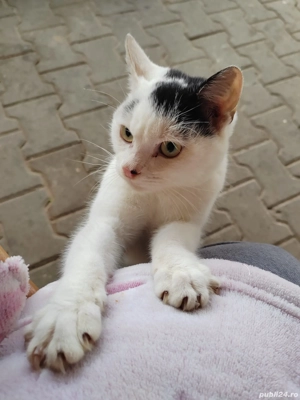 Tommy, spre adopție  - imagine 2