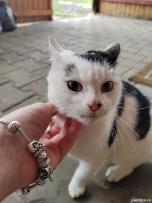 Tommy, spre adopție  - imagine 3