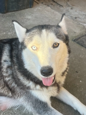 Pui de catel Husky de vanzare 10 saptamani  - imagine 2