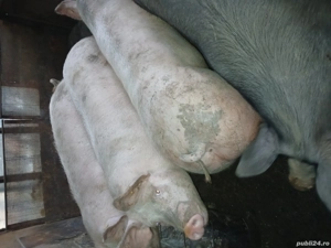 vand porci  - imagine 2