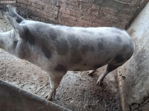 vand scroafa rasa petrian - imagine 2