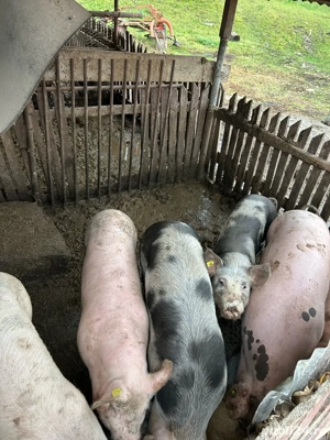 Vand doi porci de sacrificat - imagine 3