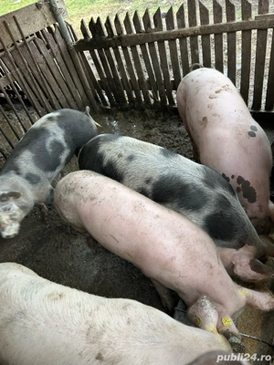 Vand doi porci de sacrificat - imagine 5