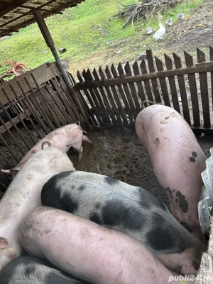 Vand doi porci de sacrificat - imagine 4