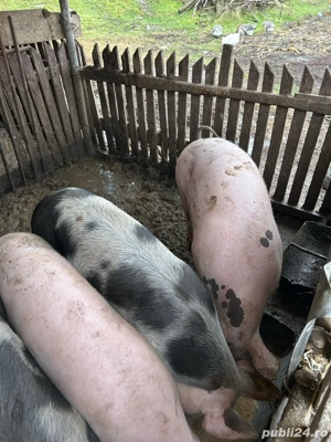 Vand doi porci de sacrificat