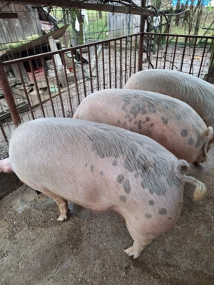 Vand porc 130 kg - imagine 4