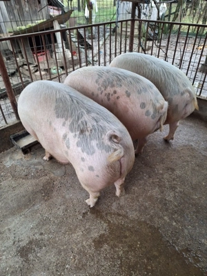 Vand porc 130 kg - imagine 2