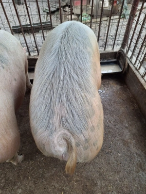 Vand porc 130 kg - imagine 3