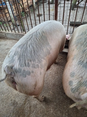 Vand porc 130 kg - imagine 5