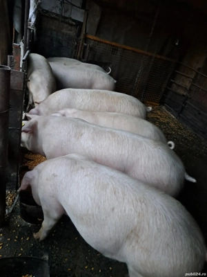 vand purcei - imagine 4