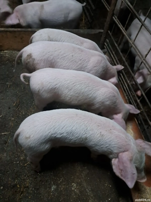 vand purcei - imagine 2