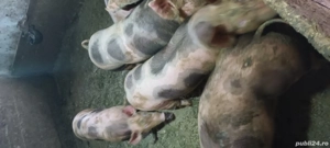 vad porci  - imagine 3