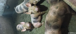 vad porci  - imagine 2