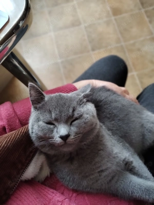 De vânzare Motănel British Shorthair