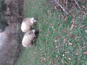 Vand 10 oi tinere - imagine 2