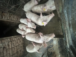 Purcei landrace 3 luni - imagine 2