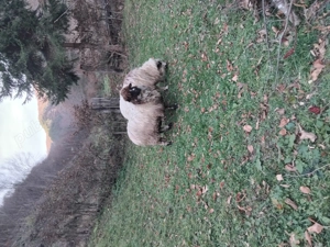 Vand 10 oi tinere - imagine 5