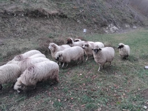 Vand 10 oi tinere - imagine 3