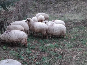 Vand 10 oi tinere - imagine 4