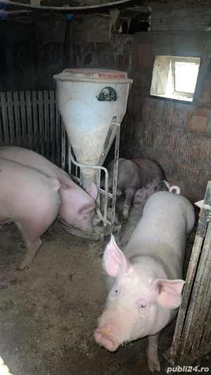 Porci de vânzare 