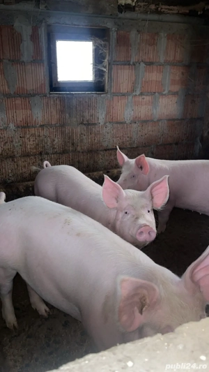 Porci de vânzare  - imagine 3