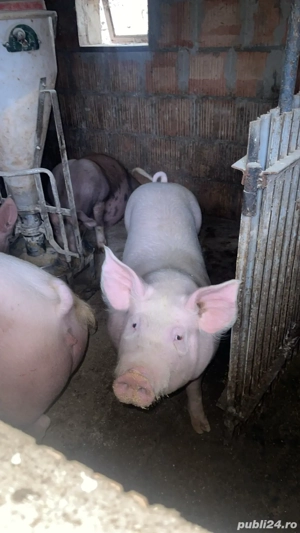 Porci de vânzare  - imagine 2