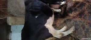 vand vaci de lapte - imagine 5