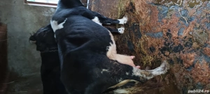 vand vaci de lapte - imagine 4