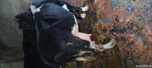 vand vaci de lapte - imagine 3