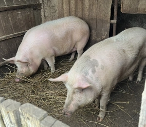 Porci de vanzare - imagine 2