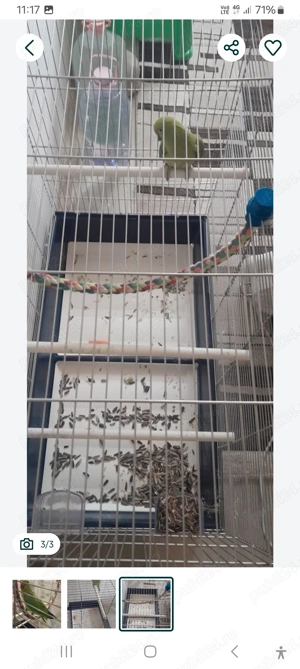 Vând micul alexandru  - imagine 3